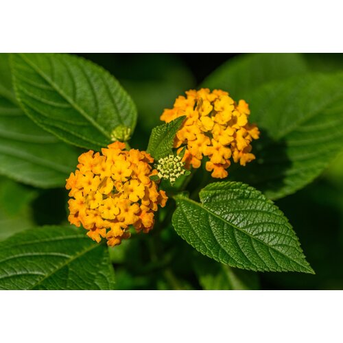 Bloemen-flowers Lantana camara - Common lantana