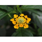 Bloemen-flowers Lantana camara - Wisselbloem - Bourbontje - Verkleurbloem