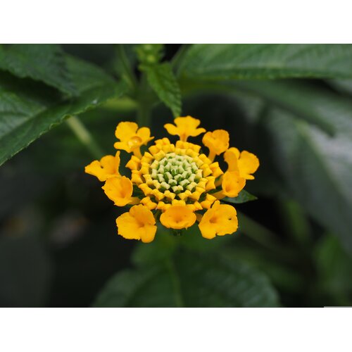 Bloemen-flowers Lantana camara - Wisselbloem - Bourbontje - Verkleurbloem