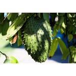 Eetbare tuin-edible garden Annona muricata - Guanabana - Soursop