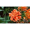 Bloemen-flowers Pyrostegia venusta - Liane aurore