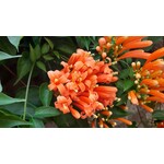 Bloemen-flowers Pyrostegia venusta - Liane aurore