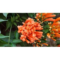 Bloemen-flowers Pyrostegia venusta - Flamevine - Orange trumpet vine
