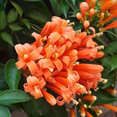 Bloemen-flowers Pyrostegia venusta - Liane aurore
