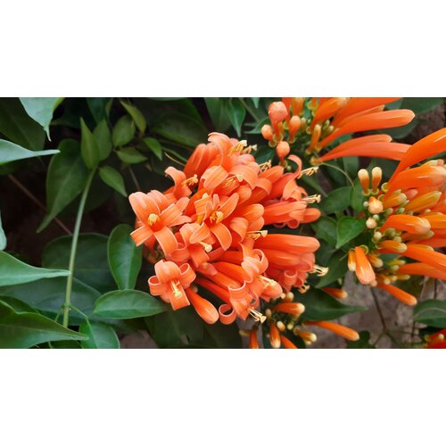 Bloemen-flowers Pyrostegia venusta - Liane aurore