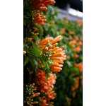 Bloemen-flowers Pyrostegia venusta - Flamevine - Orange trumpet vine