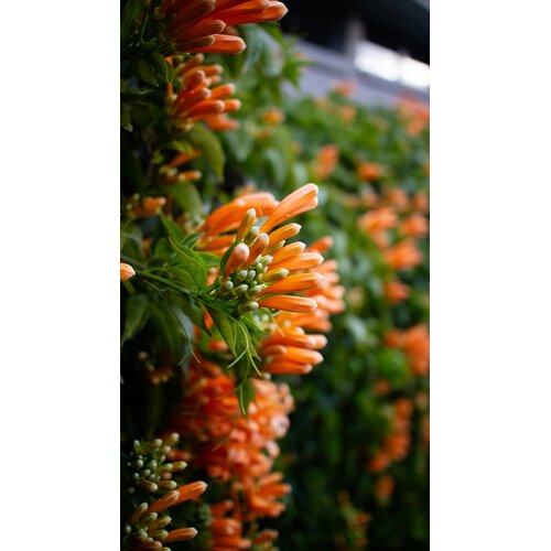 Bloemen-flowers Pyrostegia venusta - Flamevine - Orange trumpet vine