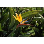 Bloemen-flowers Strelitzia reginae - Paradijsvogelbloem
