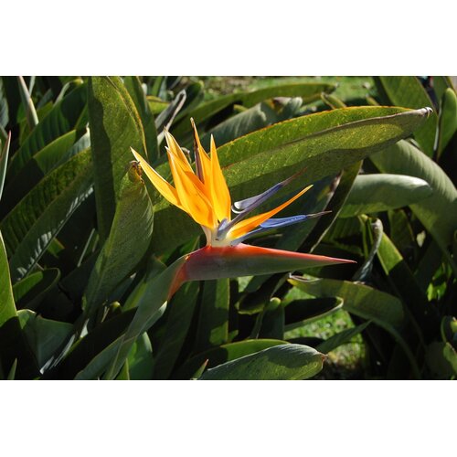 Bloemen-flowers Strelitzia reginae - Paradijsvogelbloem
