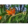 Bloemen-flowers Strelitzia reginae - Paradijsvogelbloem