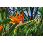 Bloemen-flowers Strelitzia reginae - Oiseau de paradis