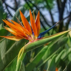 Bloemen-flowers Strelitzia reginae - Bird of paradise