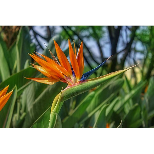 Bloemen-flowers Strelitzia reginae - Paradijsvogelbloem