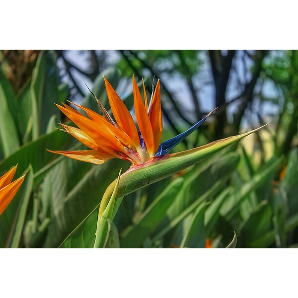 Strelitzia reginae - Bird of paradise - Palma Verde Exoten