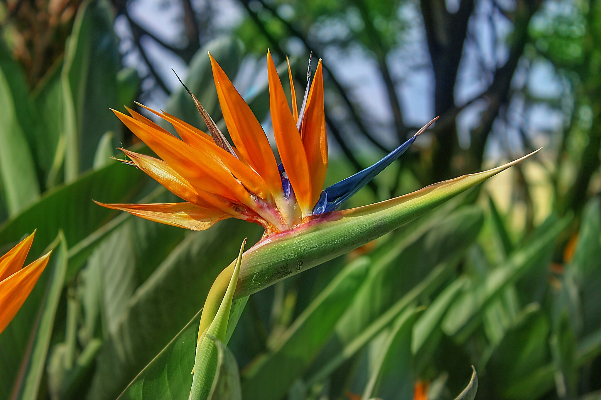 Strelitzia reginae - Bird of paradise