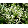 Bloemen-flowers Trachelospermum jasminoides - Star jasmine - Tuscan jasmine