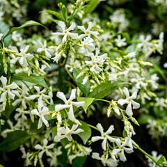 Bloemen-flowers Trachelospermum jasminoides - Jasmin étoilé