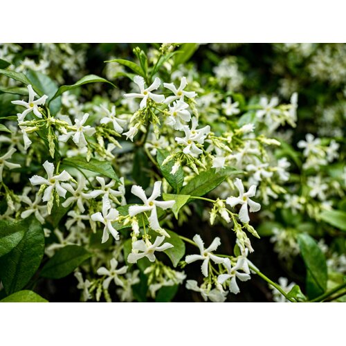 Bloemen-flowers Trachelospermum jasminoides - Star jasmine - Tuscan jasmine