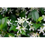 Bloemen-flowers Trachelospermum jasminoides - Sterjasmijn - Toscaanse jasmijn