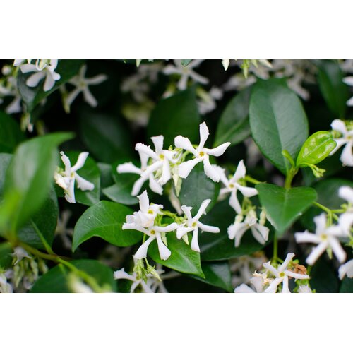 Bloemen-flowers Trachelospermum jasminoides - Sterjasmijn - Toscaanse jasmijn