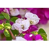 Bloemen-flowers Bougainvillea buttiana Hybrides