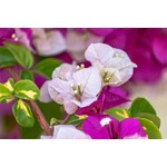 Bloemen-flowers Bougainvillea buttiana Hybrides