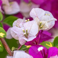 Bloemen-flowers Bougainvillea buttiana Hybrides