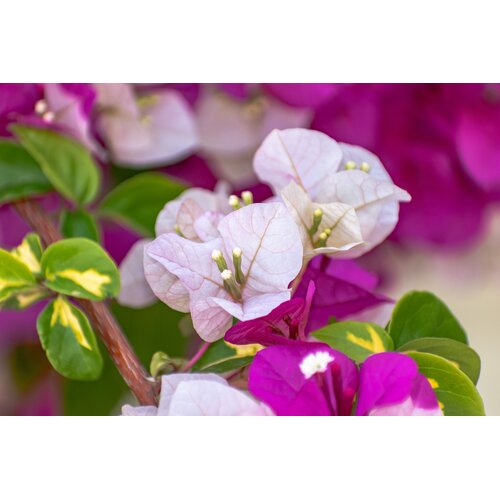 Bloemen-flowers Bougainvillea buttiana Hybrids