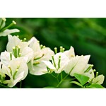 Bloemen-flowers Bougainvillea buttiana Hybrids