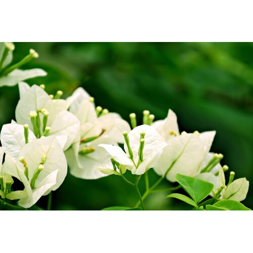 Bloemen-flowers Bougainvillea buttiana Hybrids