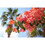 Bloemen-flowers Bougainvillea buttiana Hybrids