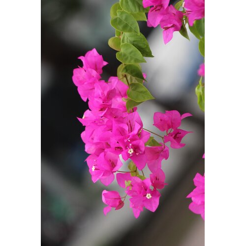 Bloemen-flowers Bougainvillea buttiana Hybrids