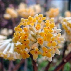 Bloemen-flowers Edgeworthia chrysantha Grandiflora - Paper bush