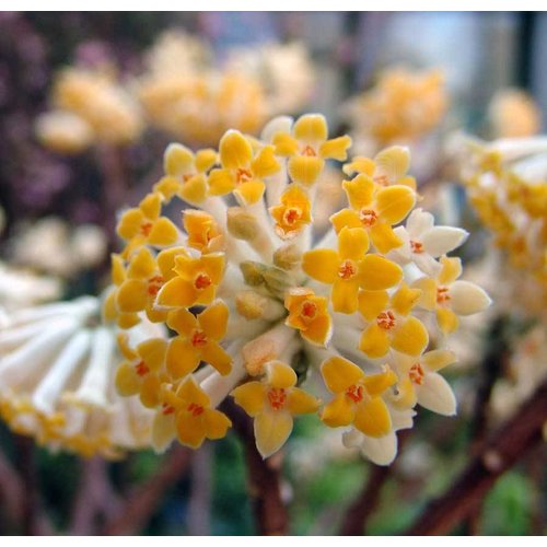 Bloemen-flowers Edgeworthia chrysantha Grandiflora - Paper bush