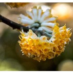 Bloemen-flowers Edgeworthia chrysantha Grandiflora - Papierstruik