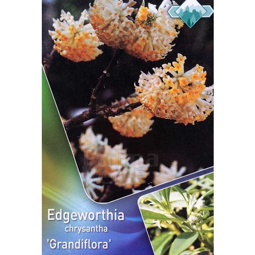 Bloemen-flowers Edgeworthia chrysantha Grandiflora - Papierstruik