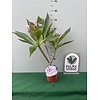 Bloemen-flowers Plumeria rubra Gemini- Frangipanier
