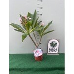 Bloemen-flowers Plumeria rubra Gemini- Frangipani - Tempelboom