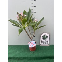 Bloemen-flowers Plumeria rubra Gemini- Frangipanier