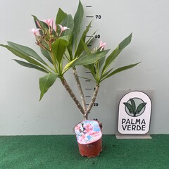 Bloemen-flowers Plumeria rubra Gemini- Frangipani - Tempelboom