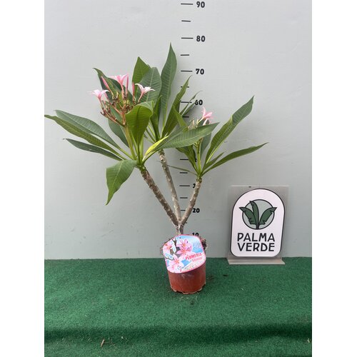 Bloemen-flowers Plumeria rubra Gemini- Frangipanier