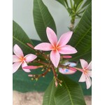 Bloemen-flowers Plumeria rubra Gemini- Frangipanier