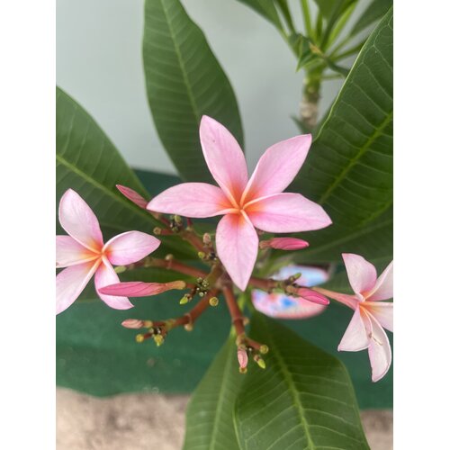 Bloemen-flowers Plumeria rubra Gemini- Frangipanier