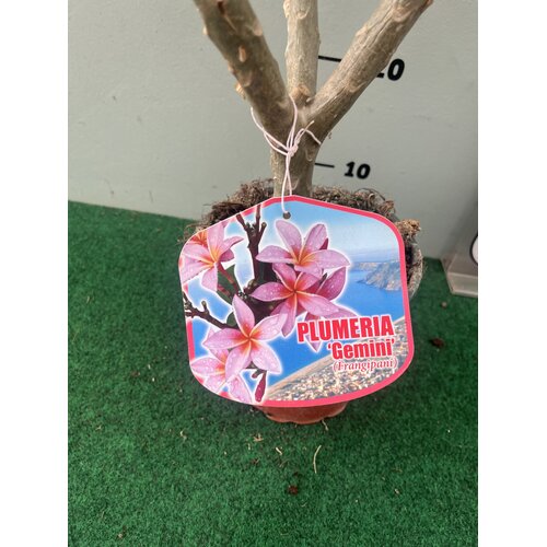 Bloemen-flowers Plumeria rubra Gemini- Frangipani - Tempelboom