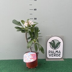 Bloemen-flowers Plumeria rubra Dwarf Singapore Pink- Frangipani - Tempelboom