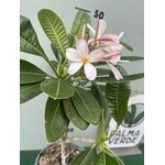 Bloemen-flowers Plumeria rubra Dwarf Singapore Pink- Frangipani - Tempelboom
