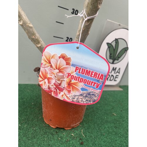 Bloemen-flowers Plumeria rubra Poutpourry- Frangipani - Tempelboom