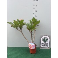 Bloemen-flowers Plumeria rubra Poutpourry- Frangipani - Tempelboom