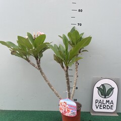 Bloemen-flowers Plumeria rubra Poutpourry- Frangipani - Tempelboom
