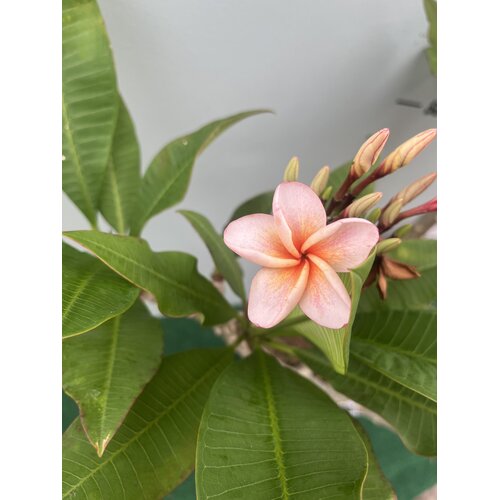 Bloemen-flowers Plumeria rubra Poutpourry- Frangipani - Tempelboom